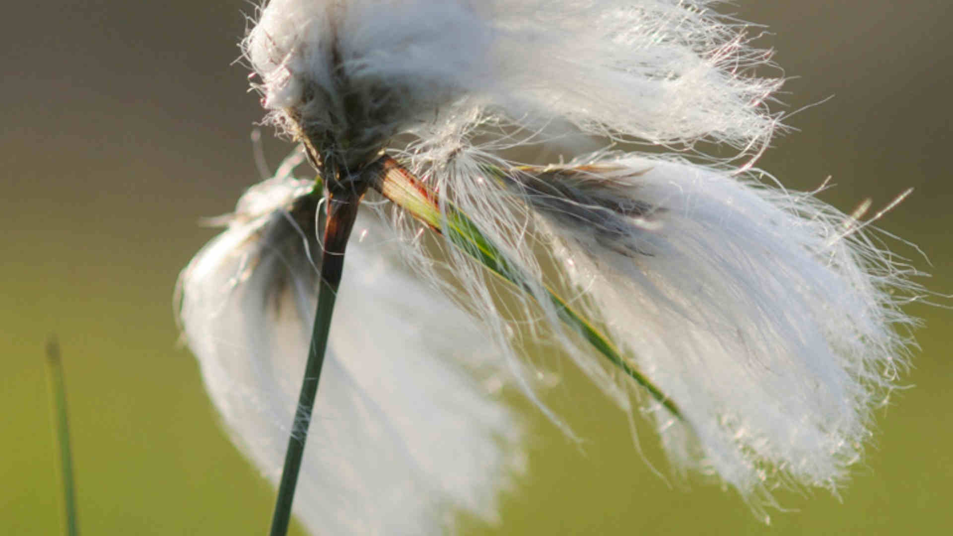 Screen_Wollgraszauber im Moor